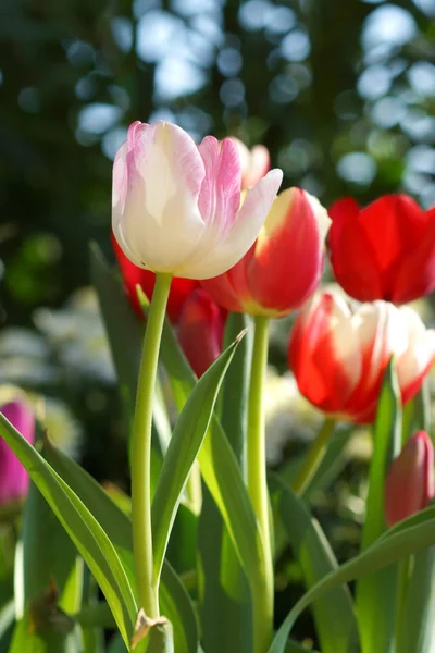 Tulipány jsou kvetoucí v zahradě. — Stock fotografie