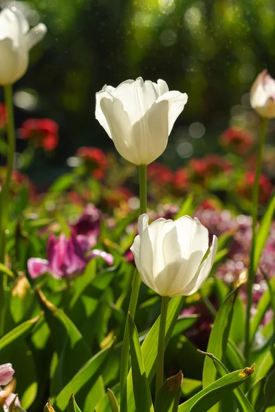 I tulipani stanno fiorendo nel giardino . — Foto Stock