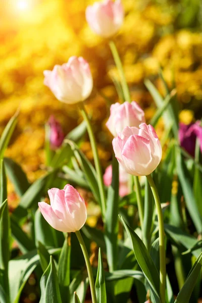 Tulipany kwitną w ogrodzie. — Zdjęcie stockowe