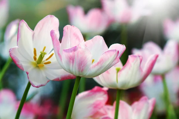 Tulipany kwitną w ogrodzie. — Zdjęcie stockowe