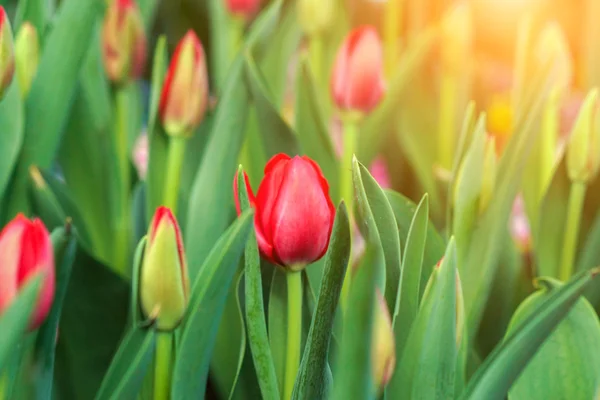 Los tulipanes florecen en el jardín . — Foto de Stock