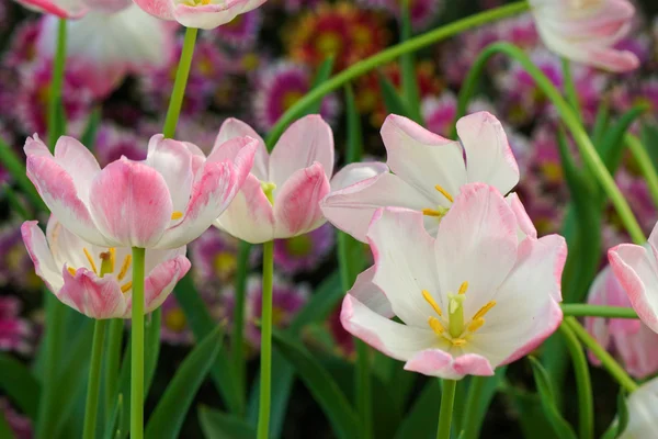 Tulipas estão florescendo no jardim . — Fotografia de Stock