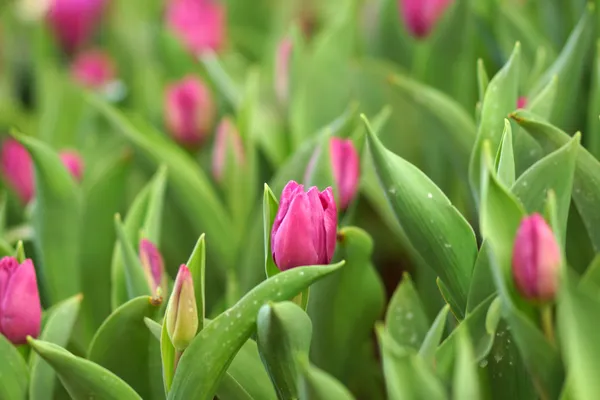 I tulipani stanno fiorendo nel giardino . — Foto Stock