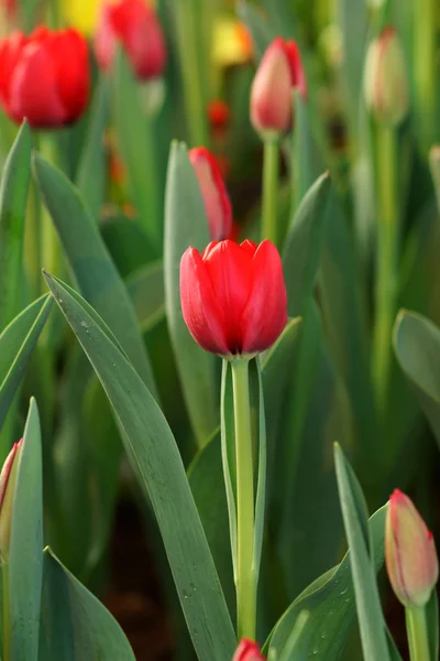 Tulipany kwitną w ogrodzie. — Zdjęcie stockowe