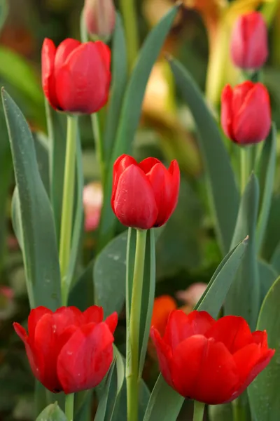 Tulipány jsou kvetoucí v zahradě. — Stock fotografie