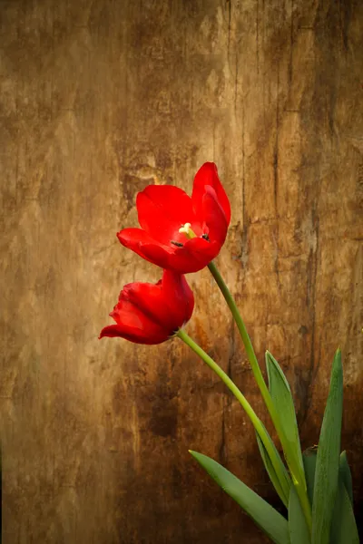 Les tulipes fleurissent dans le jardin . — Photo