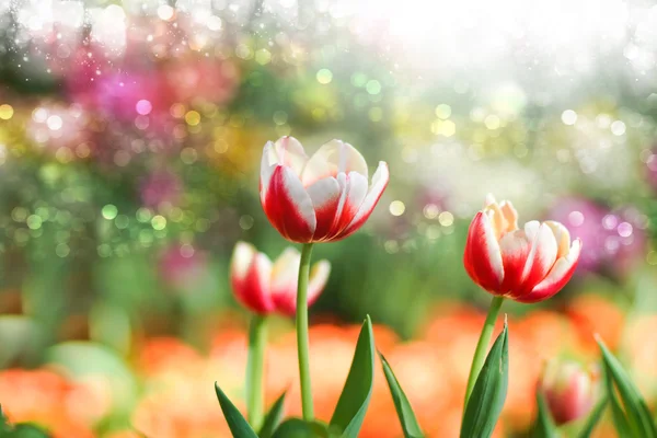 Tulpen blühen im Garten. — Stockfoto