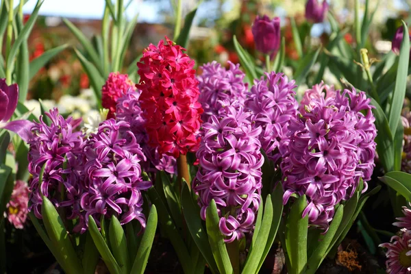 Hyacinth flowers in the garden. — Stock Photo, Image