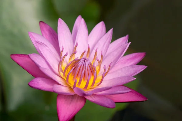 Waterlily in Botanical gardens — Stock Photo, Image