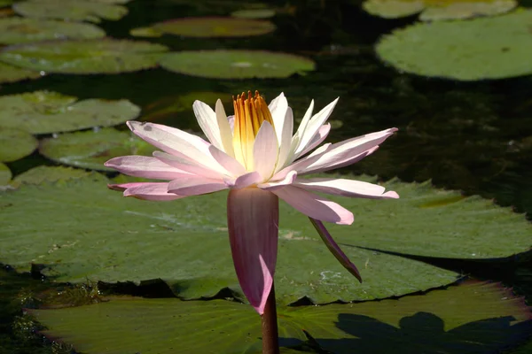 Nenúfar en jardines botánicos — Foto de Stock