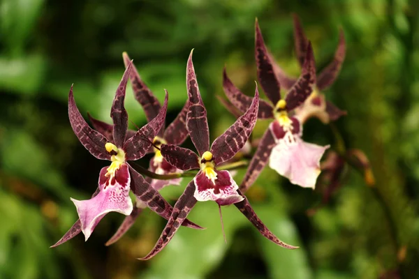 Hermosas orquídeas —  Fotos de Stock