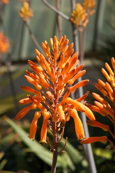 Flor de agave naranja en jardines botánicos — Foto de Stock