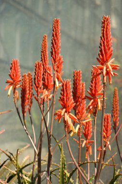 Botanik Bahçeleri portakal agav çiçek