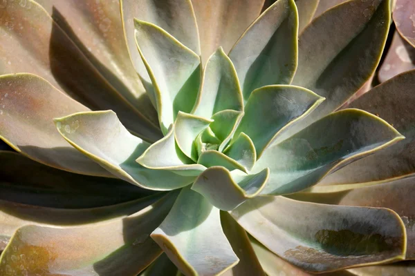 Flor de cacto perto — Fotografia de Stock