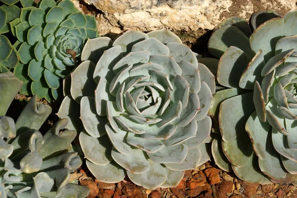 Cactus flower — Stock Photo, Image