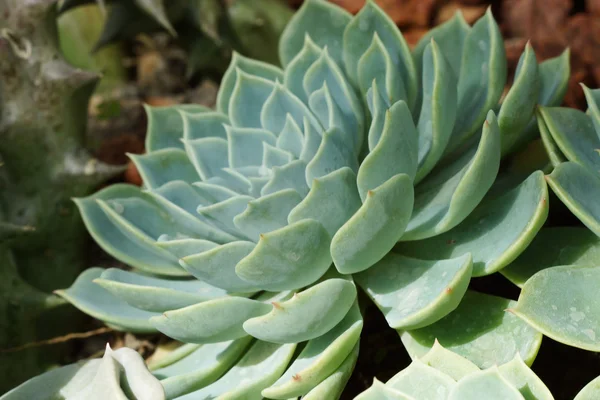 Fiore di cactus — Foto Stock