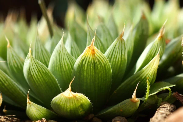 Kwiat kaktusa — Zdjęcie stockowe