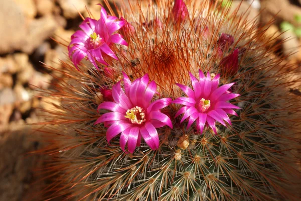 Fiore di cactus rosa — Foto Stock