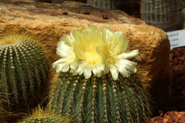 Gul kaktus blomma — Stockfoto