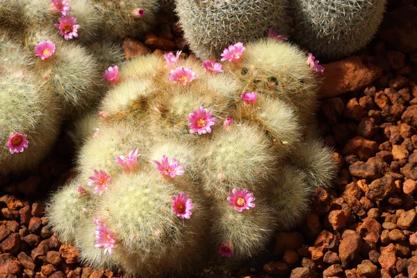 Cactus flower — Stock Photo, Image