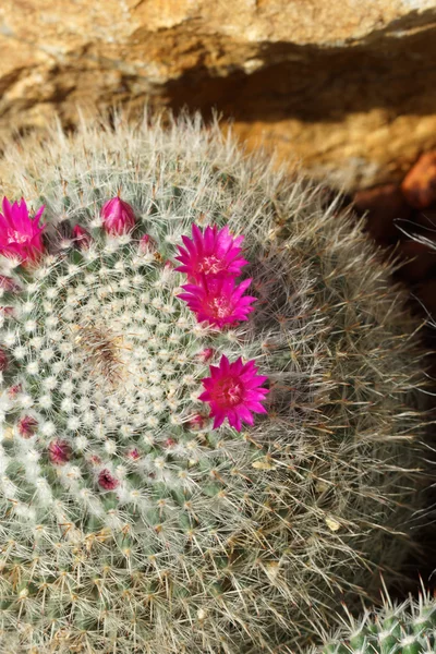 Fiore di cactus — Foto Stock