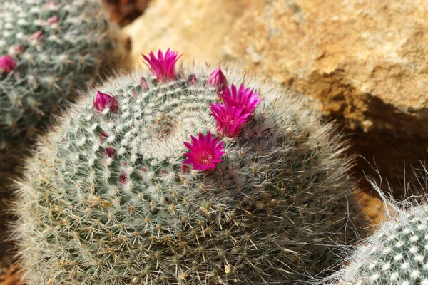 Cactus flower — Stock Photo, Image