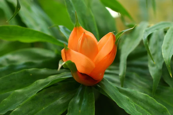 Tropical flowers in the botanical gardens. — Stock Photo, Image