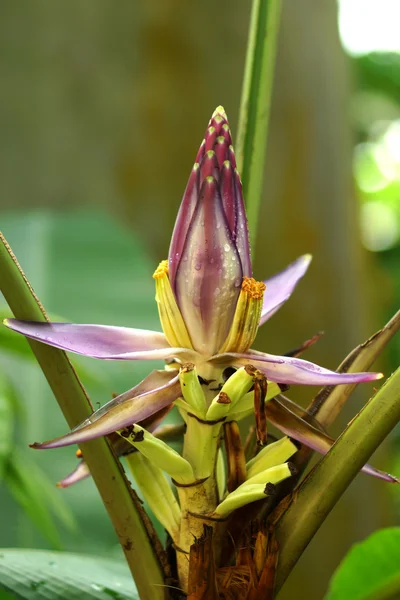 Kwiat fioletowy banana w ogrodach botanicznych. — Zdjęcie stockowe