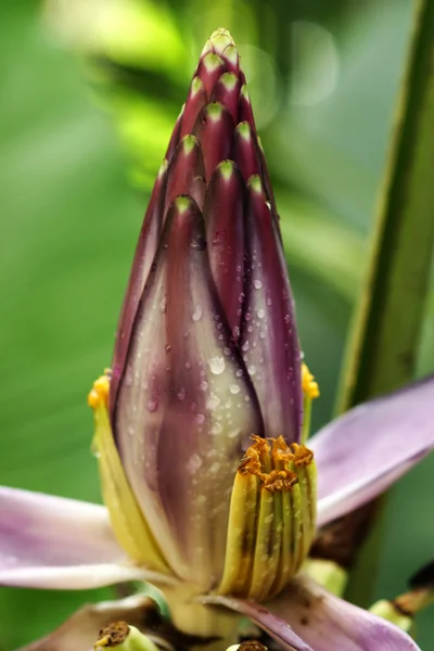 Flor de plátano púrpura en los jardines botánicos . — Foto de Stock