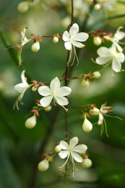 Clerodendron clin d'œil fleur . — Photo