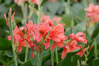 canna çiçekflor de caña