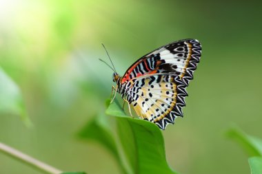 leopar lacewing