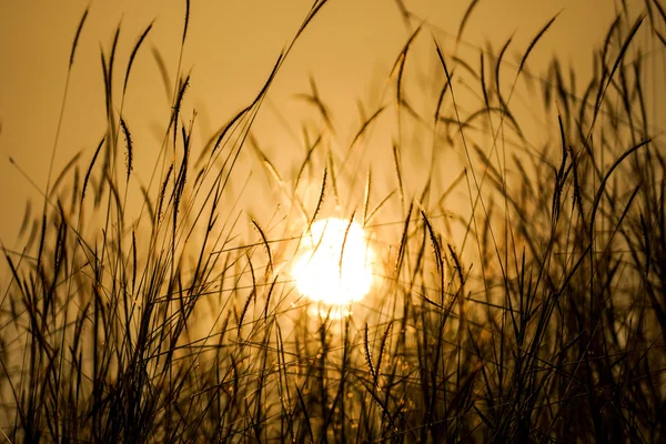 Herbe après lumière du soleil — Photo