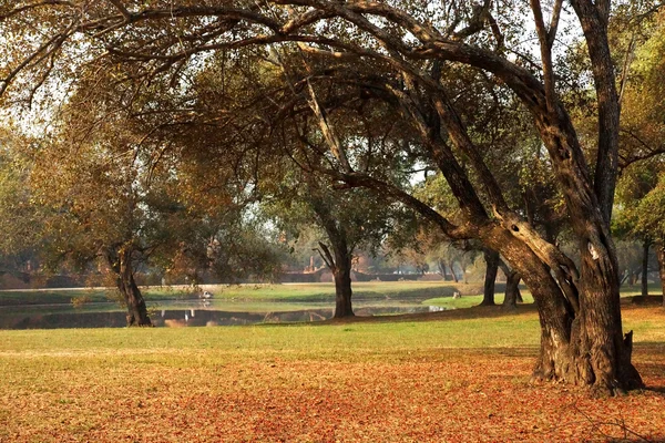 En el bosque antiguo, en la mañana de Tailandia . — Foto de Stock