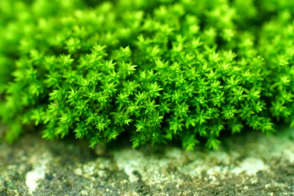 Musgo verde — Fotografia de Stock