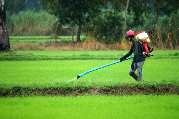 Bauern versprühten Pestizide auf Reisfeldern. — Stockfoto