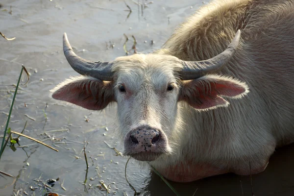 Close-up van witte buffalo — Stockfoto