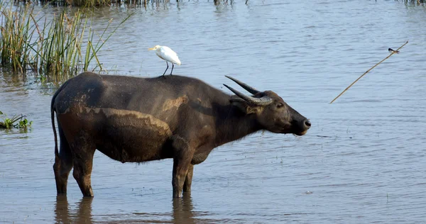 Pelikanen op de water buffalo — Stockfoto