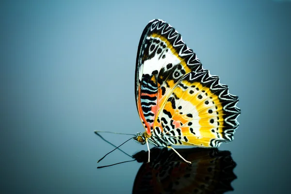 Leopard Lacewing Butterfly. — Stock Photo, Image