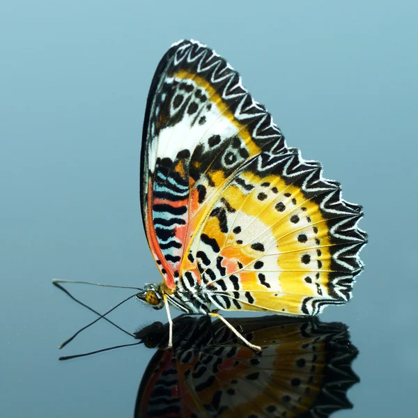 Borboleta leopardo lacewing . — Fotografia de Stock