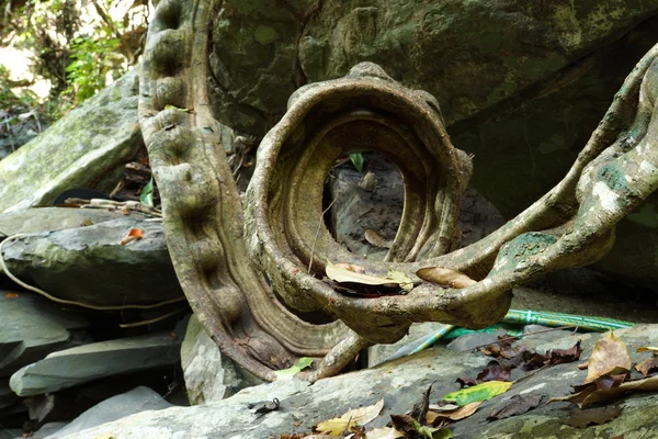 Vid en la naturaleza - planta rastrera — Foto de Stock