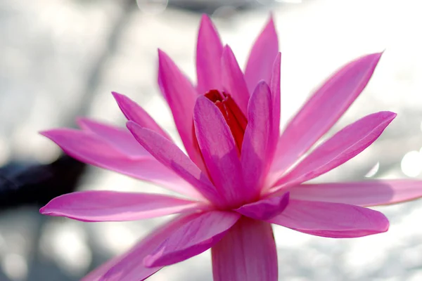 Beautiful pink waterlily or lotus flower — Stock Photo, Image