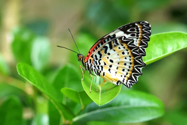 Leopard Lacewing — Stockfoto