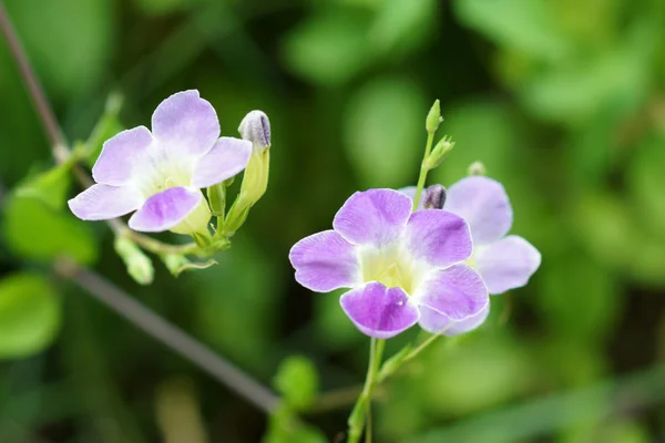JUSTICIA gangetica květ — Stock fotografie