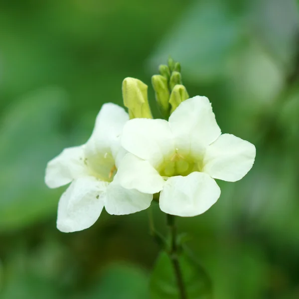 Bunga Justicia Gangetica — Stok Foto