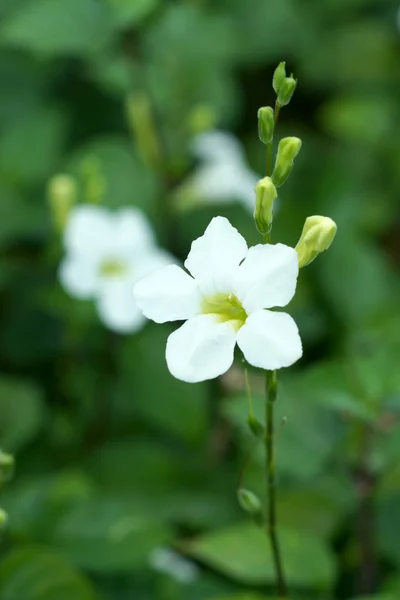 Justicia Gangetica flower — Stock Photo, Image