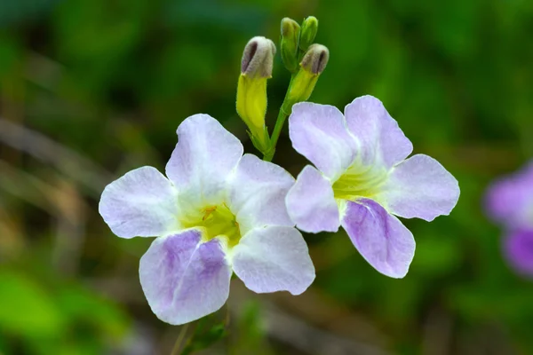 フスティシア gangetica 花 — ストック写真