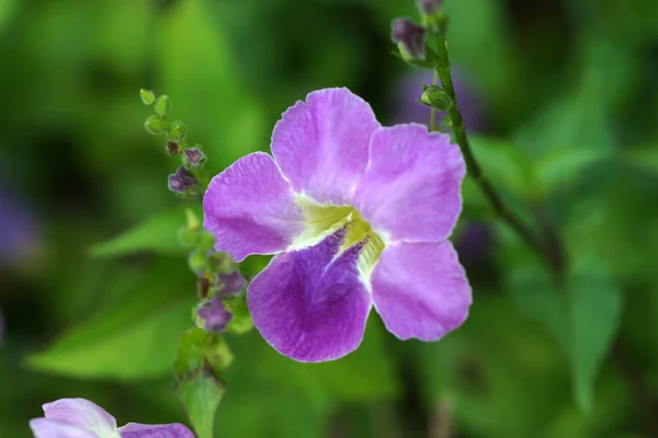 フスティシア gangetica 花 — ストック写真