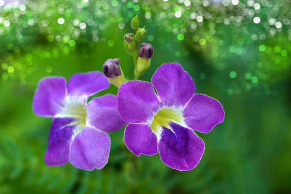 Justicia Gangetica flower — Stock Photo, Image