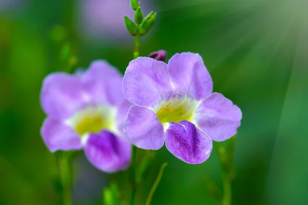 フスティシア gangetica 花 — ストック写真